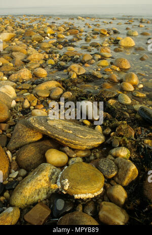 Long Island Sound Ufer, Hither Hills State Park, New York Stockfoto