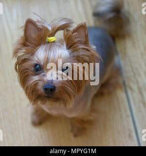 Hund Yorkshire Terrier ist auf dem Boden sitzend Stockfoto