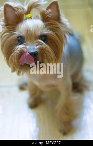 Yorkshire Terrier stehend und zeigt Zunge. Selektiver Fokus Stockfoto