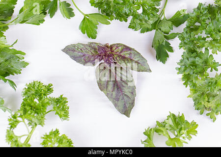 Frische Gewürze und Kräuter auf weißem Hintergrund. Dill Petersilie Basilikum Thymian Estragon. Ansicht von oben Stockfoto