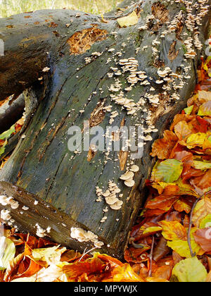 Baumstamm gedeckt in winzigen Fliegenpilze Stockfoto