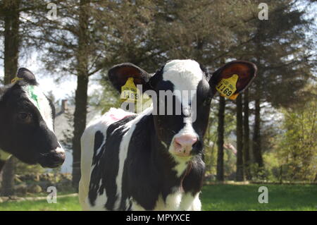 Zwei kleine adorable Baby Kälber in Norwegen. Stockfoto