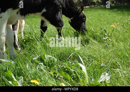 Zwei schwarze und weiße Kälber begrasen auf einem grünen norwegischen Feld. Stockfoto