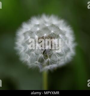 Schöne Dandelion Clock auf grünem Hintergrund Stockfoto
