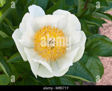 PAEONIA "CLAIRE DE LUNE" Stockfoto