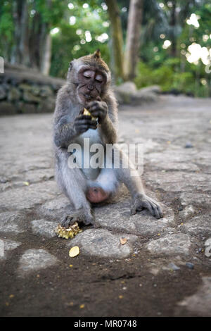 Junge balinesischen Long-tail Affe (Macaca fascicularis) auf dem Boden sitzend Essen in der heiligen Affenwald in Ubud, Bali, Indonesien (09.05.2018) Stockfoto