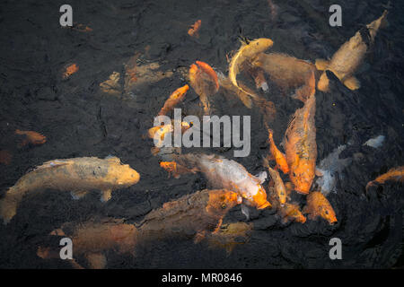 Viele koi Karpfen/koi Karpfen Cyprinus (amur oder rubrofuscus) an der Tirta Gangga wasser Palace in Karangasem, in Bali, Indonesien (17.05.2 eingezogen werden Stockfoto