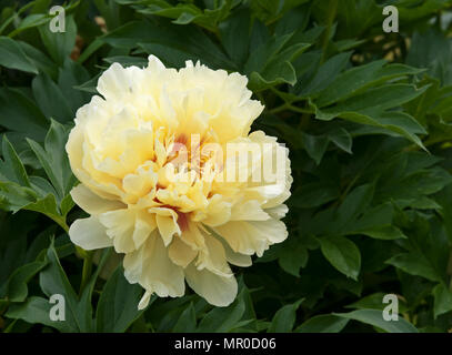 PAEONIA 'BARTZELLA' Stockfoto