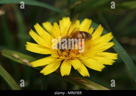 Eine europäische Honey Bee Pollen sammeln Auf einem Löwenzahn Blume Mai 2018 Stockfoto