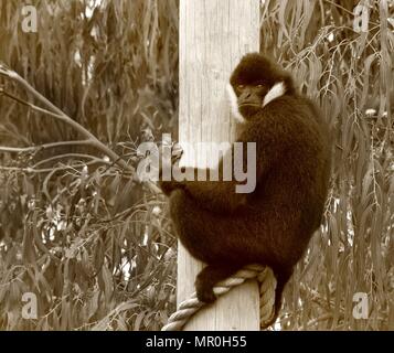 Schließen Sie herauf Bild eines erwachsenen männlichen White-Cheeked Gibbon (Nomascus leucogenys) Stockfoto