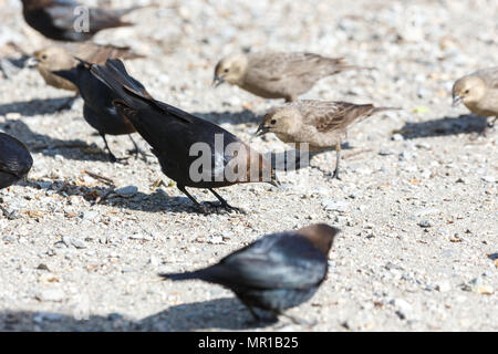 Braune Leitung cowbird in Vancouver BC Kanada Stockfoto