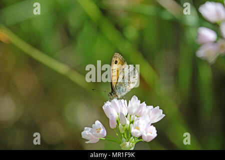 Männliche wand Braun butterfly Lateinischer Name lasiommata megera Fütterung auf rosa Knoblauch blumen Lateinisch allium roseum wachsen auf den Hecken in Italien Stockfoto