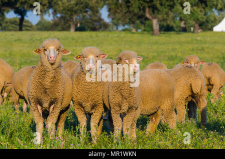 Schafe in das Feld Suchen in der Kamera Stockfoto