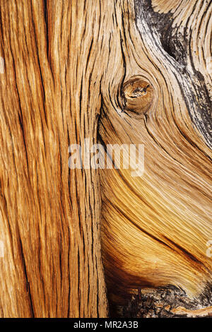 Abgenutzte bristlecone Pine Wood Detail aus einem alten Baumstamm Stockfoto