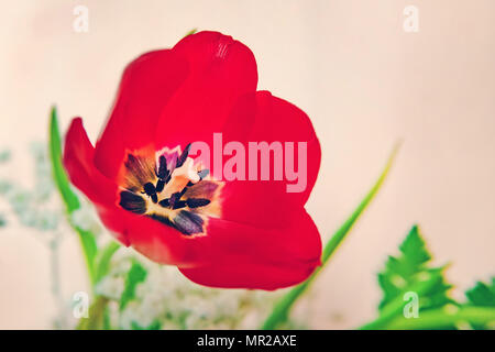 . Blumen Tulpen Hintergrund. Wunderschöne Aussicht auf orange Tulpen Sonnenlicht. Tulpen, Tulpen, schön rot blühenden Tulpe in einem Composite Bouquet. Stockfoto