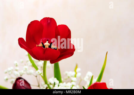 Rote Tulpe Blume Kopf. Schönes rot blühenden Tulpe in einem Composite Bouquet. Stockfoto
