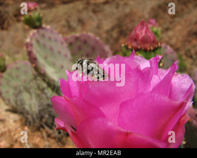 Biene mit Pollen auf Rosa beavertail Kaktusblüte Stockfoto