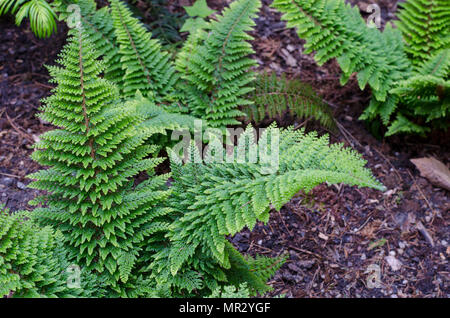 Weiche shield fern - polystichum Setiferum. Plumosum Densum im botanischen Garten in Breslau Polen Stockfoto