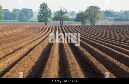 Ansicht der landwirtschaftlichen gepflügten Feldes Linien konvergieren Stockfoto