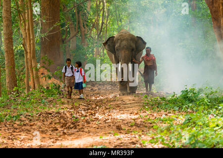 Surin, Thailand - 25. Juni 2016: Mahout und Studenten in Uniform zu Fuß zusammen mit Elefanten auf Gehweg in Wald in Surin, Thailand Stockfoto