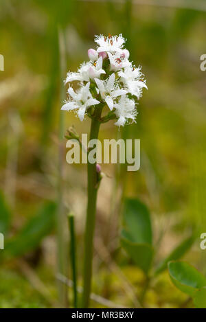 Bogbean. oder Buck Bean, Menyanthes dreiblättrige, Pany y Orkb Naturschutzgebiet, in der Nähe von Swansea, Glamorgan Stockfoto