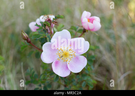 Dog Rose, Rosa Canina, wachsende auf Sand Dünen bei Oxwich Bay Nature Reserve, Halbinsel Gower, Glamorgan, Wales, Großbritannien Stockfoto