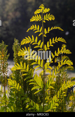 Royal Farn, Osmunda regalis, neben dem Wales Küste Weg auf Jersey Marine, in der Nähe von Swansea, Glamorgan, Wales, UK wachsende Stockfoto