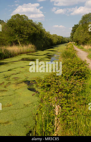 Wales Coastal Path und die Tennant Canal, in Jersey Marine, in der Nähe von Swansea, Glamorgan, Wales, Großbritannien Stockfoto