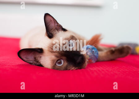 Thai Katze auf dem Sofa und in die Zukunft. Stockfoto