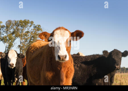 Kühe grasen in der grünen Landschaft von Argentinien Stockfoto