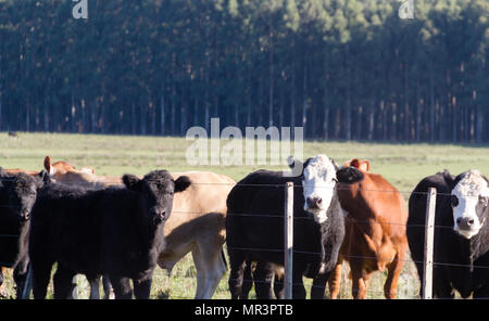 Kühe grasen in der grünen Landschaft von Argentinien Stockfoto