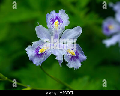 Iris confusa auch wie der Bambus iris bekannt Stockfoto