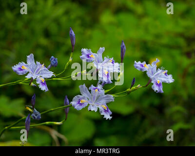 Iris confusa auch wie der Bambus iris bekannt Stockfoto