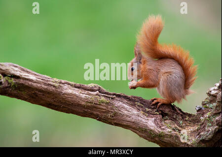Ein rotes Eichhörnchen (Sciurus vulgaris) in den Wäldern von Dumfries und Galloway, Schottland, Großbritannien Stockfoto
