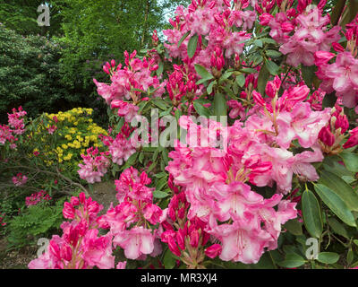Rhododendron in voller Blüte North Norfolk kann Stockfoto