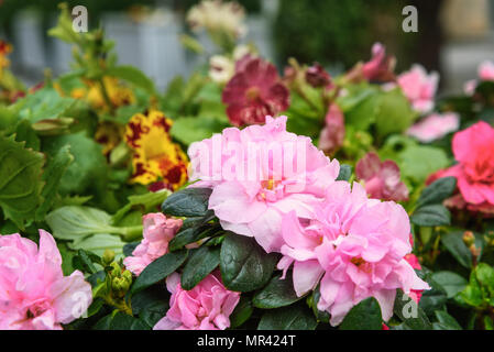 Azaleen Blume auf der flowebed im Frühjahr Stockfoto