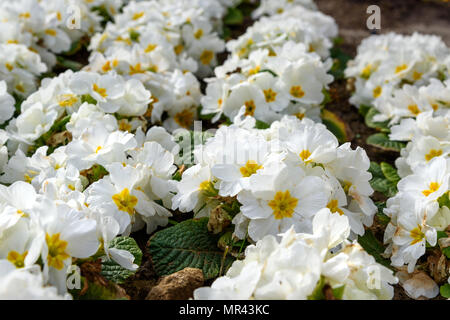 Weiße primel Blüte im Frühjahr flowebed Stockfoto