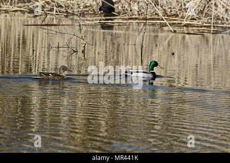 Paar Stockenten männlichen und weiblichen Enten lateinischer Name Anas platyrhynchos Familie Entenvögel schwimmen im Colfiorito Naturschutzgebiet in Italien Stockfoto