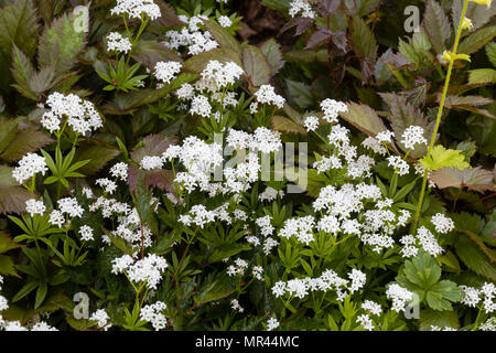 Vorderseite des schattierten Rand Teppich aus weiß blühenden Süße Waldmeister, Galium odoratum (Aperula Odoratum). In einem Britischen Garten Stockfoto