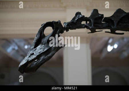 Dippy, das Natural History Museum von Diplodocus Skelett in Birmingham Museum & Art Gallery vor ihrer Eröffnung am Samstag, dem zweiten Stopp auf ihrer UK-Tour installiert ist. Stockfoto