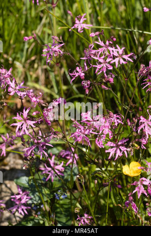 Zerlumpte Blütenblätter des rot-rosa zerlumpten Rotkehlchens, Silene flos-cuculi, blühen im Frühsommer Stockfoto