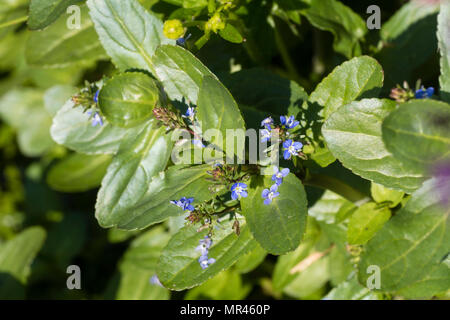 Kleine blaue Blumen und fleischigen Blätter der BRITISCHEN native brooklime, Veronica beccabunga, eine Pool- und Wasserseite rn aquatischen Stockfoto