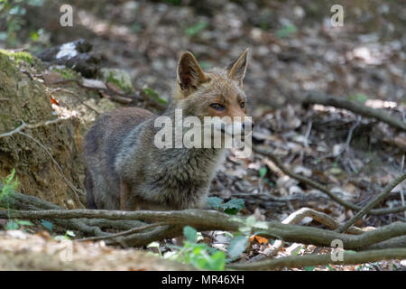 Der Fuchs in der Nähe der pellicone See. Ich sah hier und an diesem Tag hatte ich die Zoom Tele mit mir, und ich habe das Bild eher Stockfoto