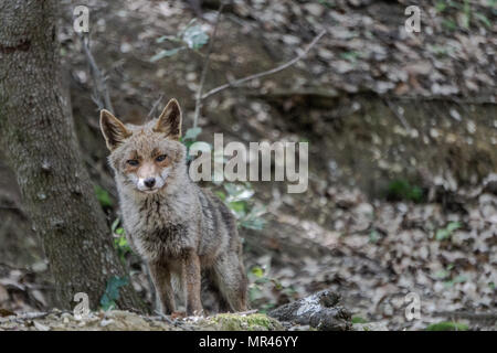 Der Fuchs in der Nähe der pellicone See. Ich sah hier und an diesem Tag hatte ich die Zoom Tele mit mir, und ich habe das Bild eher Stockfoto