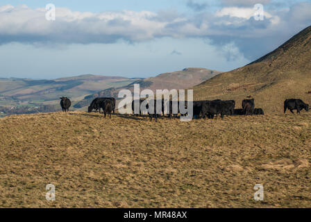 Aberdeen Angus Kühe auf einem Hügel in den Scottish Borders in der Nähe von St Cuthberts Weg. Stockfoto