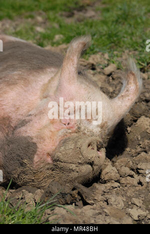 Kopf der mittleren weißen Direktsaat im Norden Northumberland in ein Schlammbad. Stockfoto