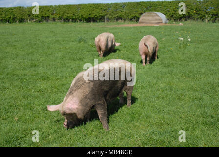 Mitte weiß Sauen im freien Beweidung in North Northumberland. Stockfoto