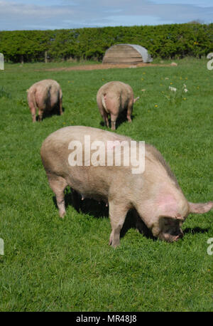 Mitte weiß Sauen im freien Beweidung in North Northumberland. Stockfoto