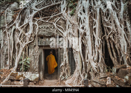 Mönch, riesigen Bäumen und Wurzeln im Tempel Ta Prom Angkor Wat Kambodscha Wahrzeichen Stockfoto