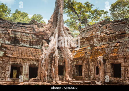 Riesiger Baum und Wurzeln im Tempel Ta Prom Angkor Wat Kambodscha Wahrzeichen Stockfoto